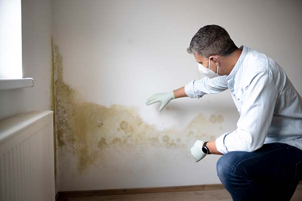 mold testing and inspection